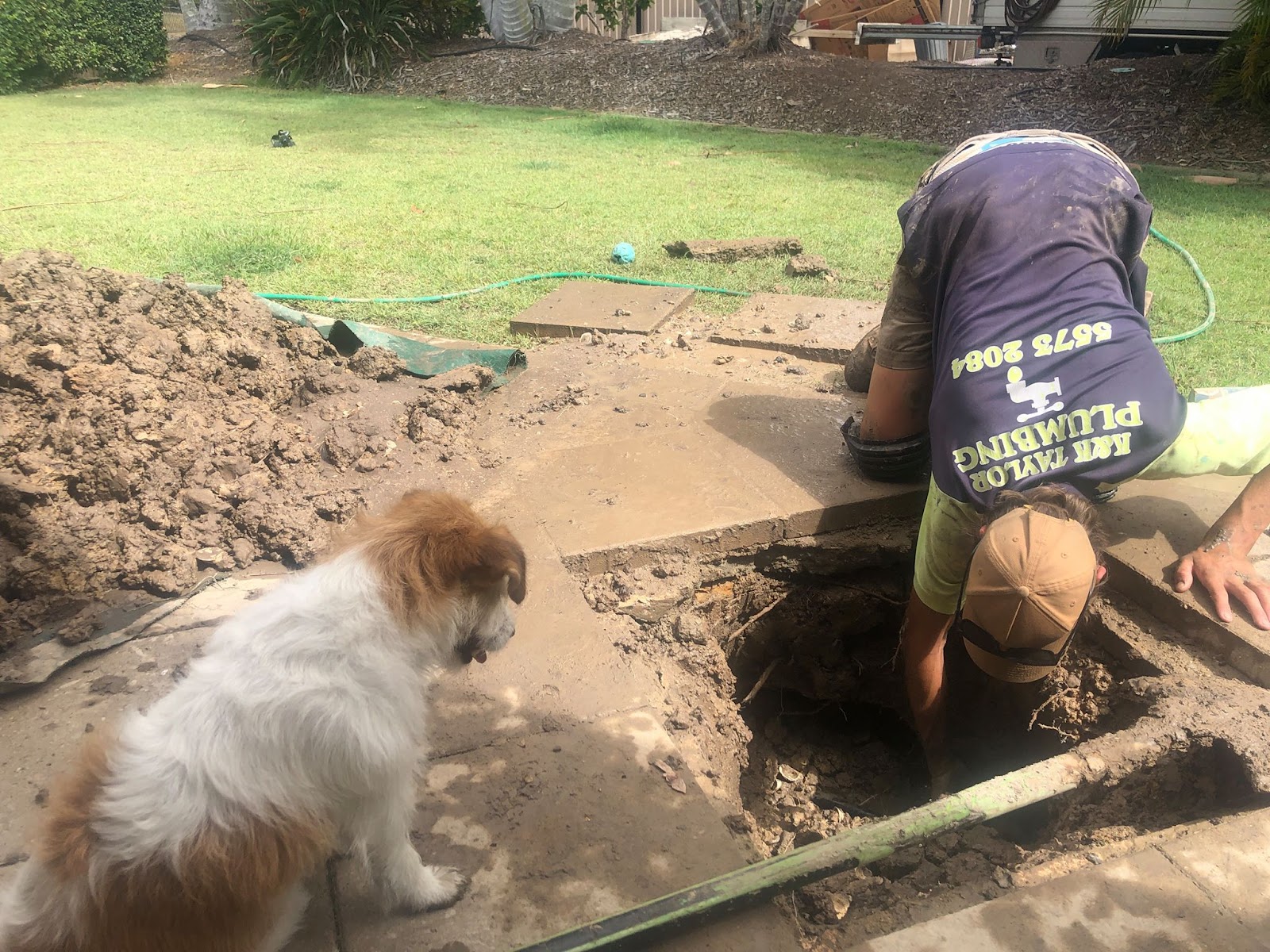 A K&K Taylor Plumbing plumber digging out a pipe in a front yard while a small dog watches